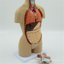 Safe quality human torso removable of plastic